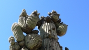 PICTURES/Sasco Ghost Town/t_Cactus4.JPG